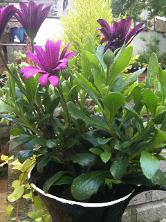 pot of orange flowers