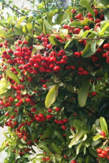 red berries