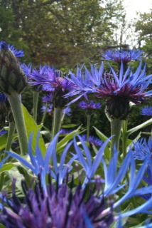 blue flowers